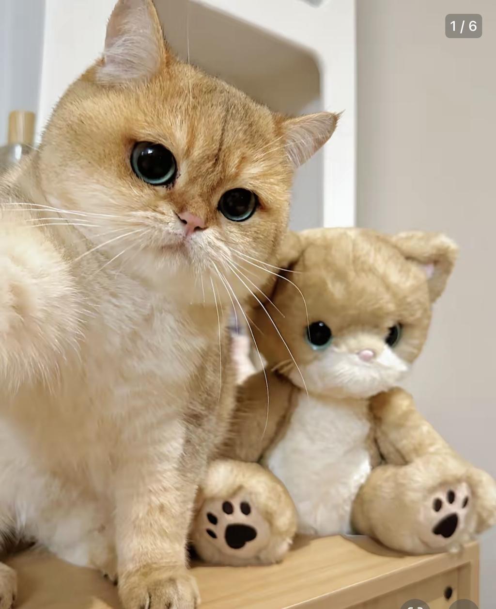 渐层稀有色猫舍
