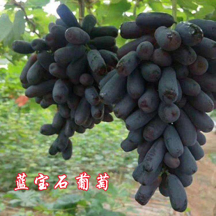 风景源果树苗木专营店
