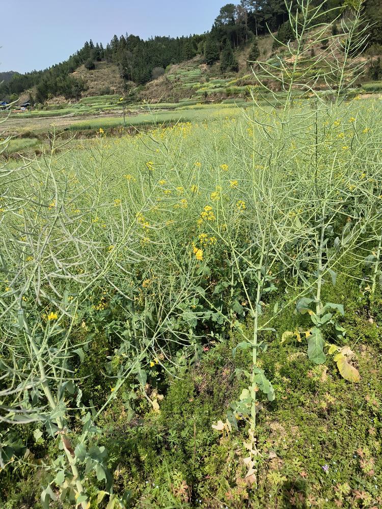吴兰小铺