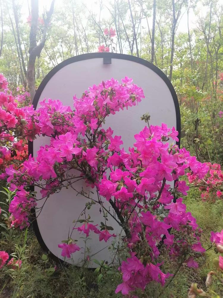 小李种花里仁园林企业店