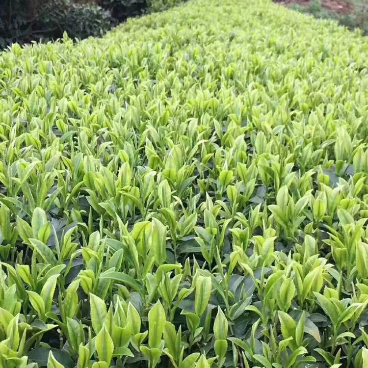 香澜茶庄