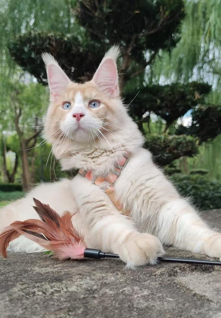 林老板缅因猫