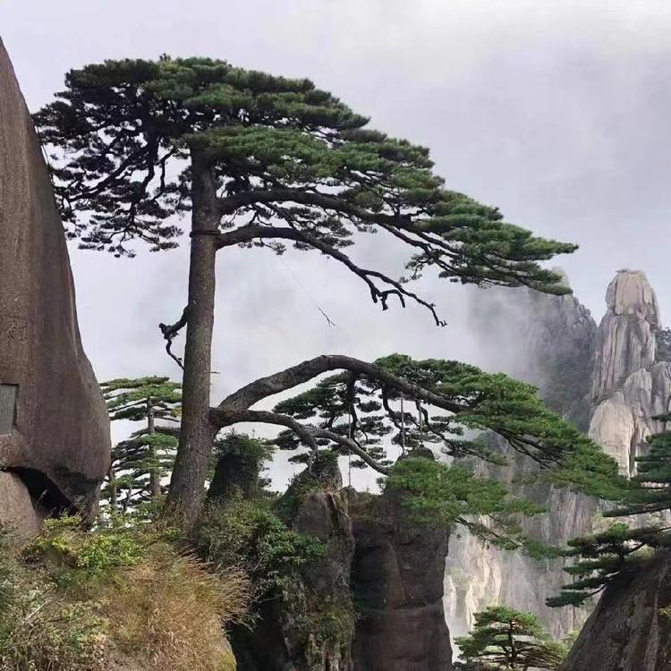 盆景乐