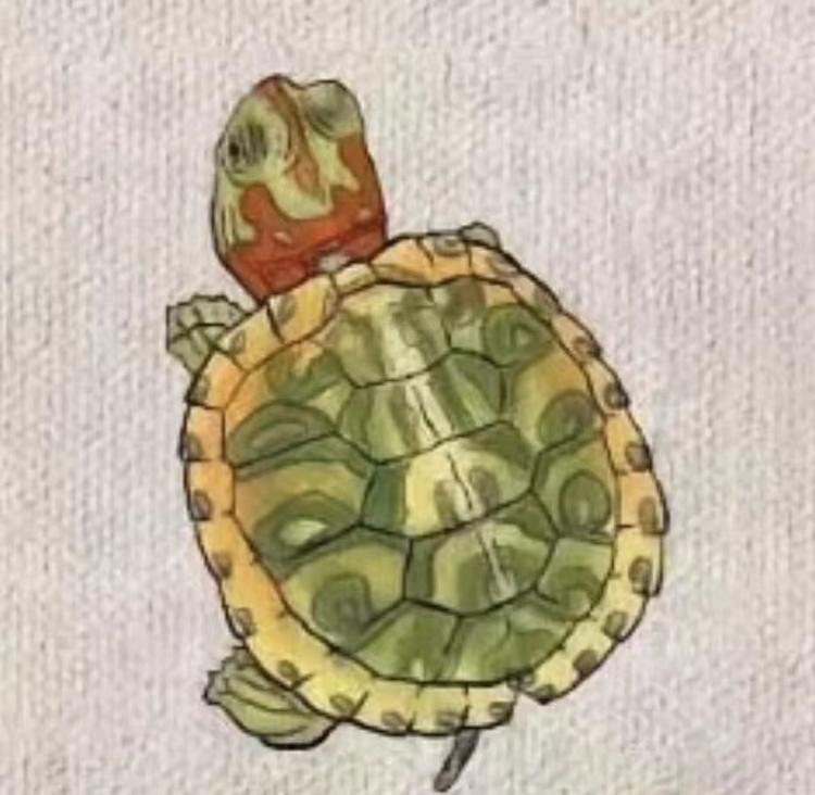 表弟家的龟