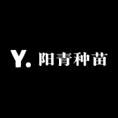 阳青种苗