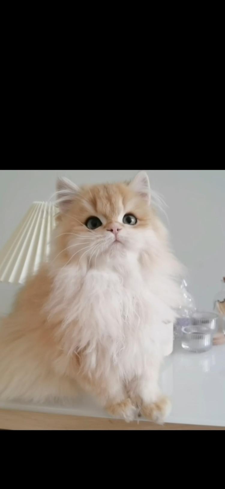 海口琼山萌萌贝宠物店的小店