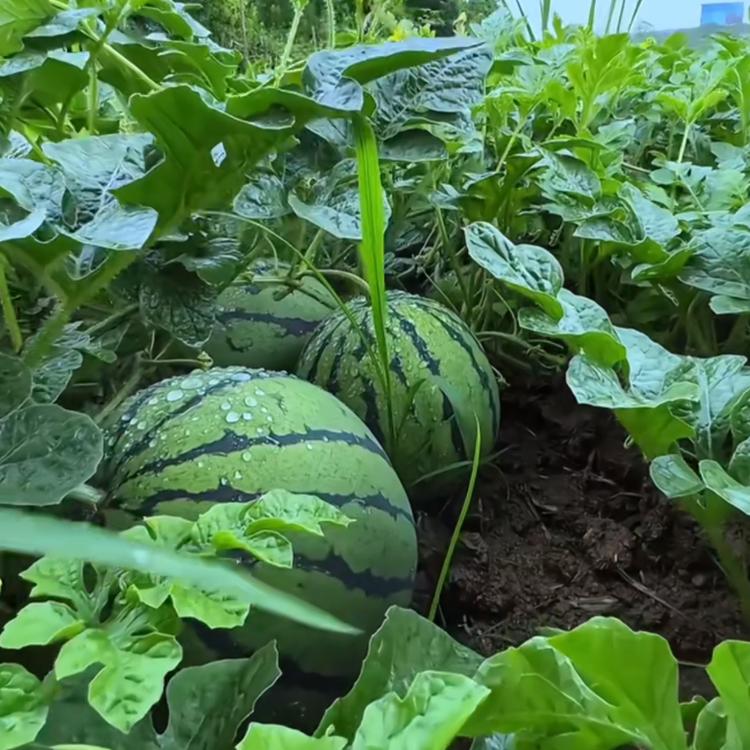 夏邑优选西瓜坊