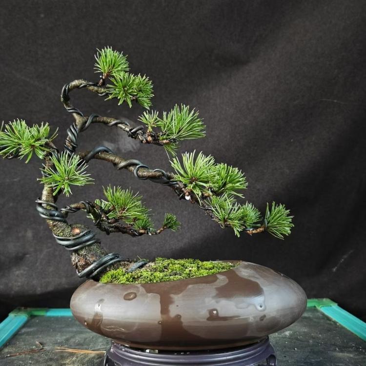 花木创意
