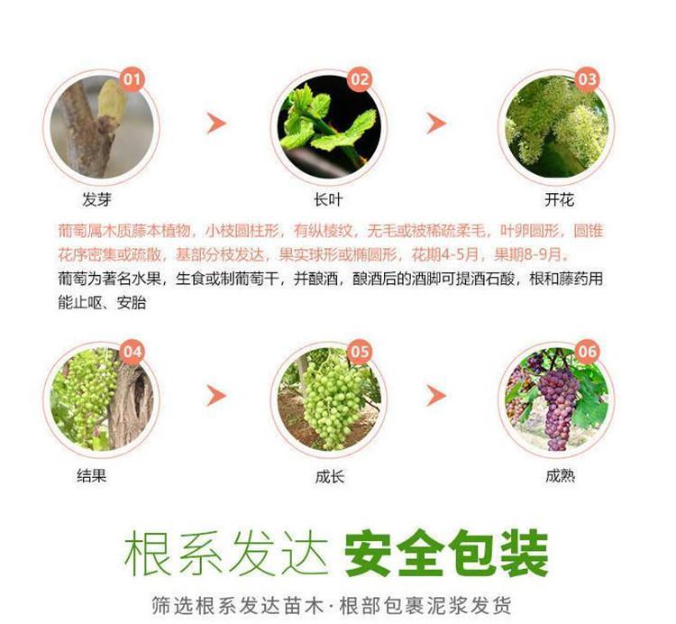 OUY金果果树苗木专卖店