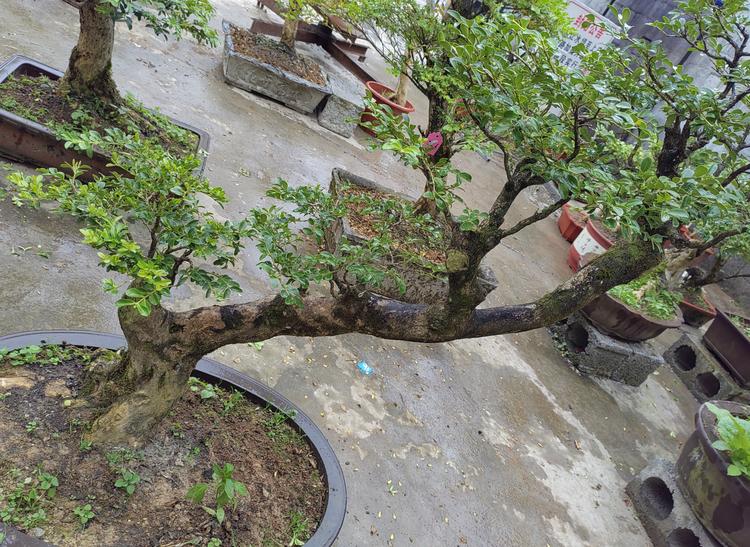 恩施市雨泽园艺的小店个体店