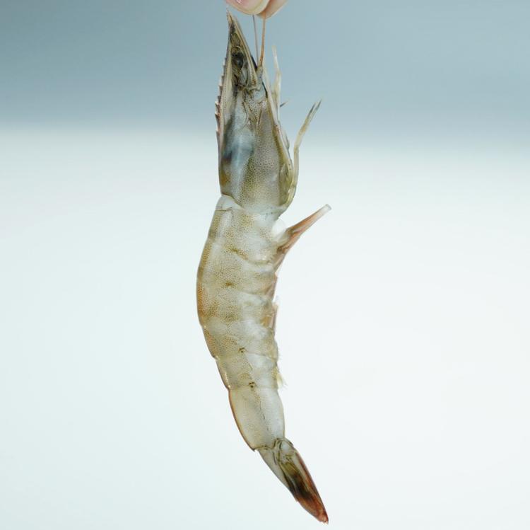 二柱水产个体店