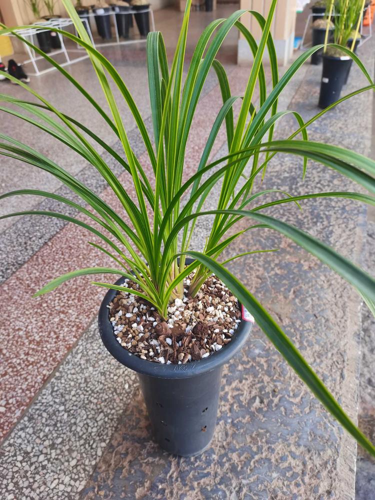 永平县顺林花卉种植园