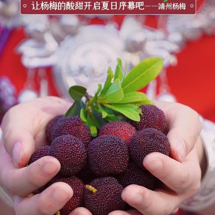 靖州金碧生态杨梅园