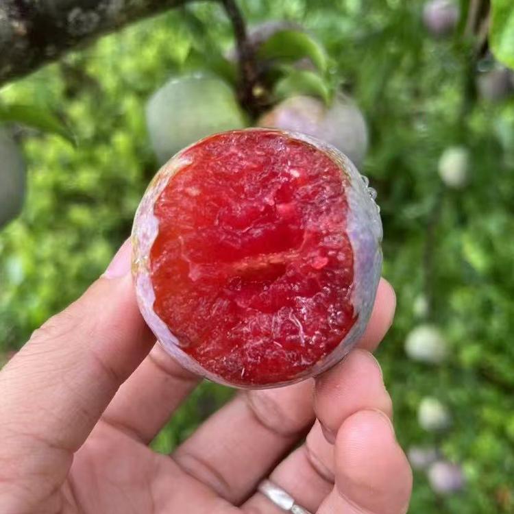 翁源三华李鹰嘴桃小罗