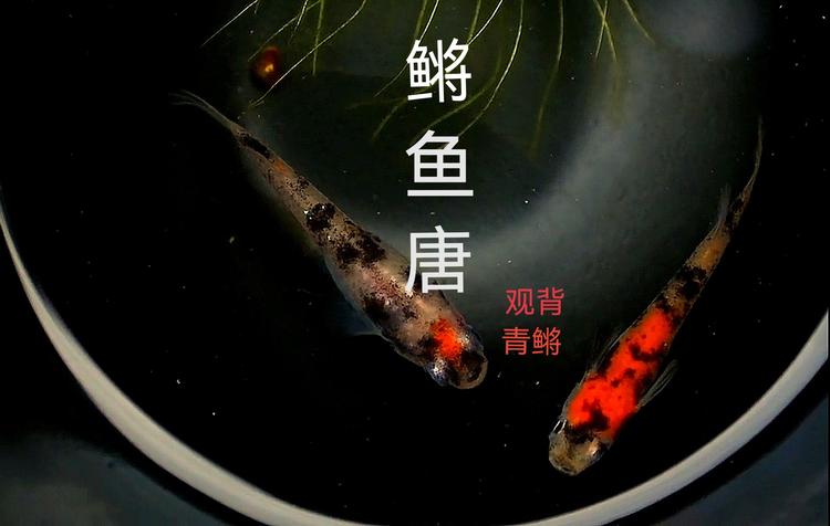 鳉鱼唐养殖批发零售