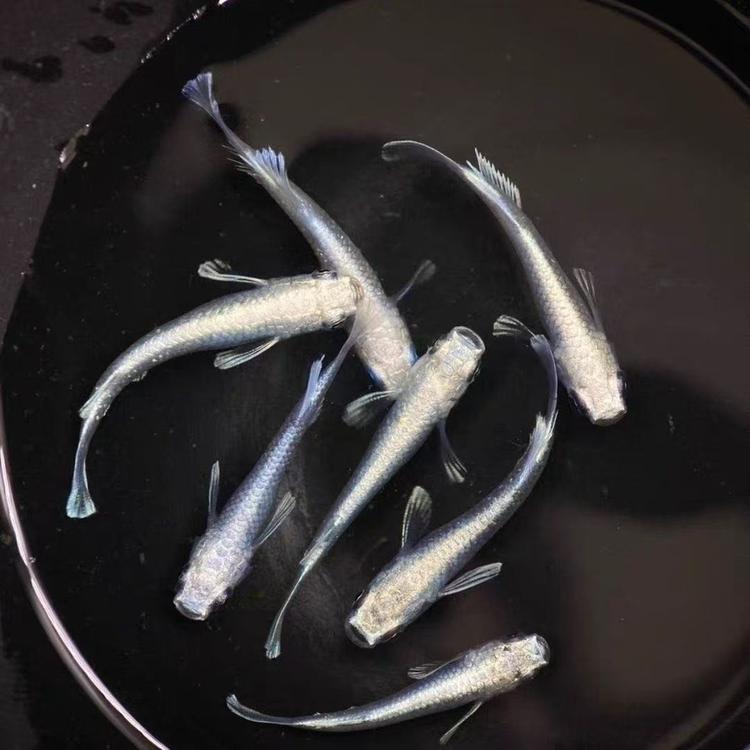 青鳉鳉小渔渔
