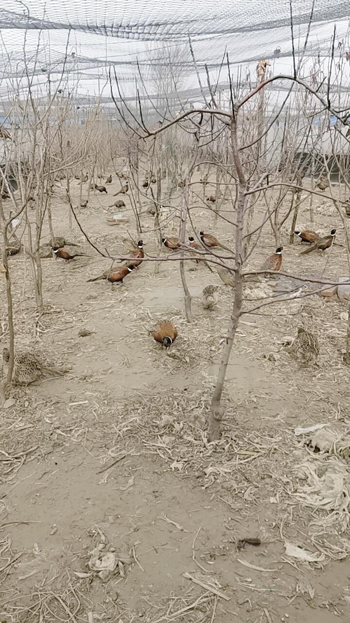 盘锦七彩山鸡养殖基地