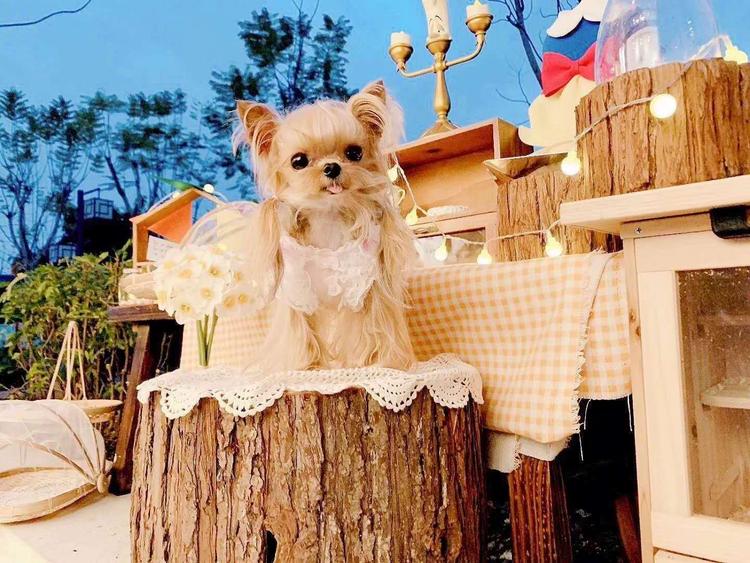 有爱约克夏专业犬舍