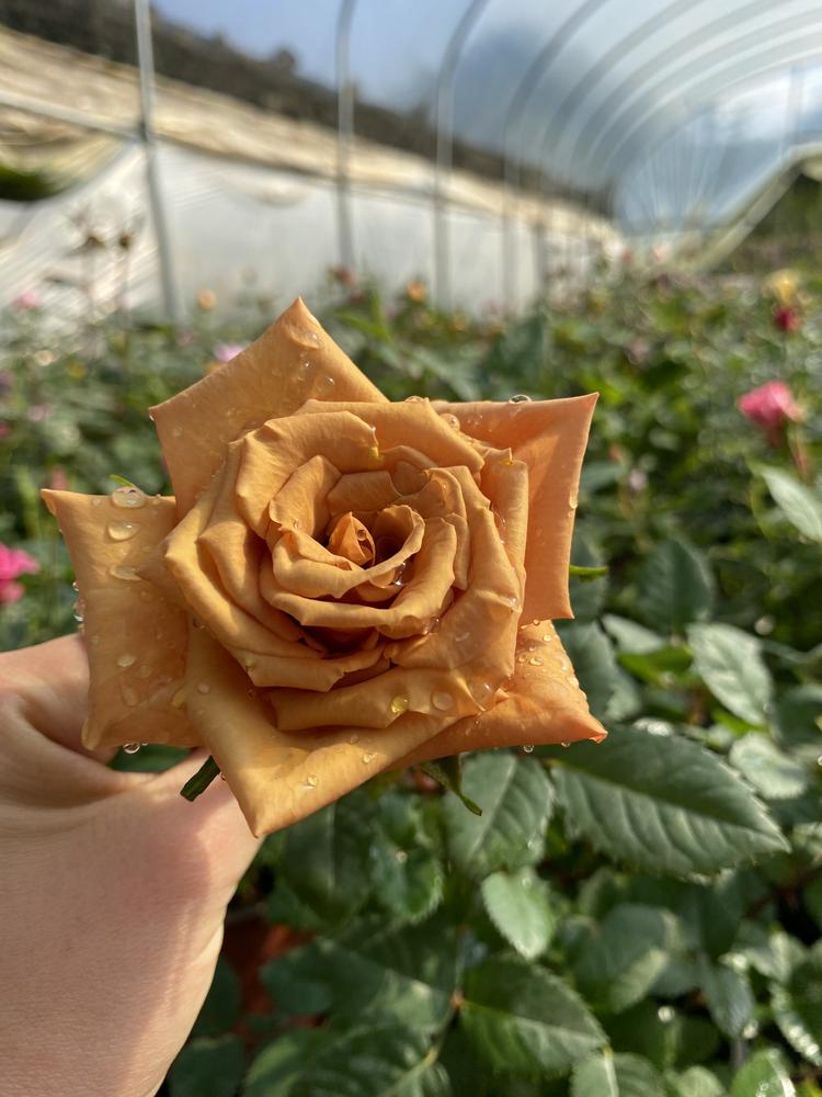 汐苡花卉种植园
