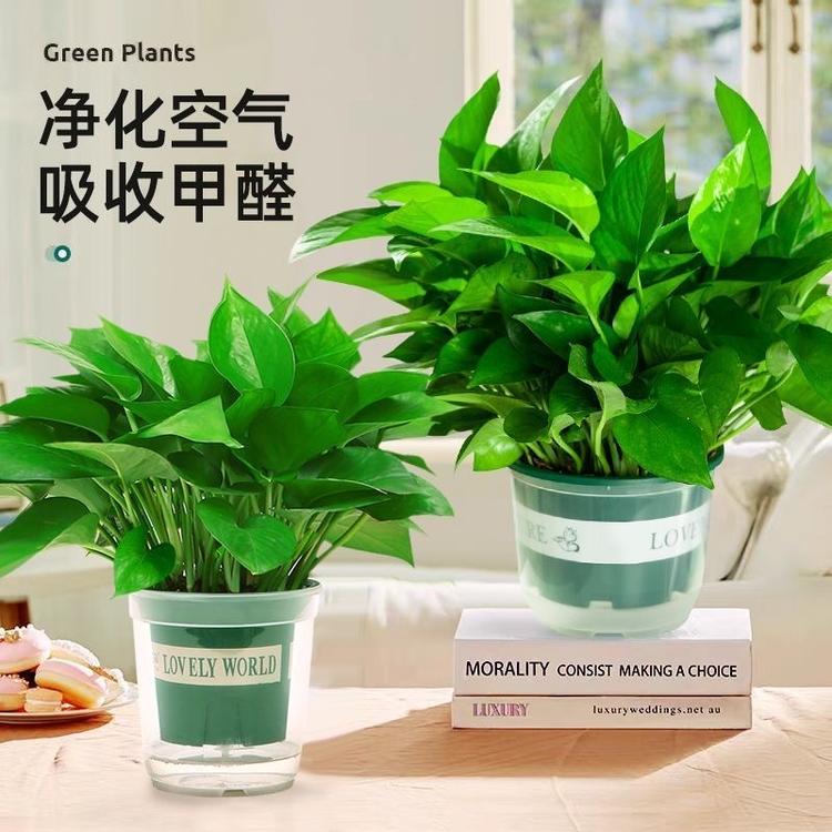 雅致绿萝基地