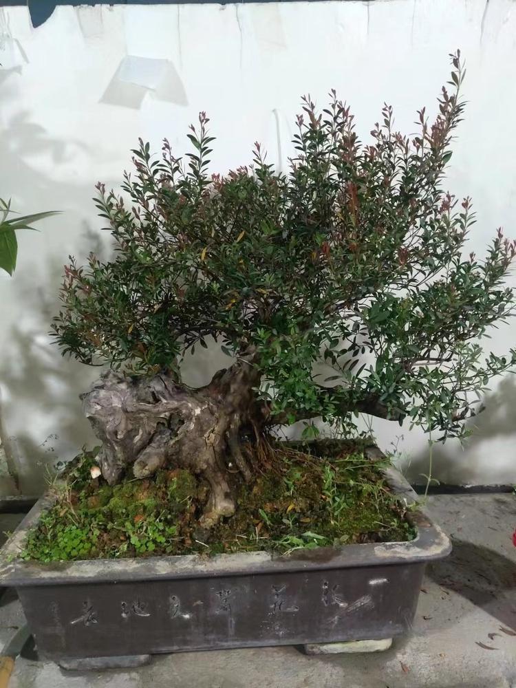永恒花卉