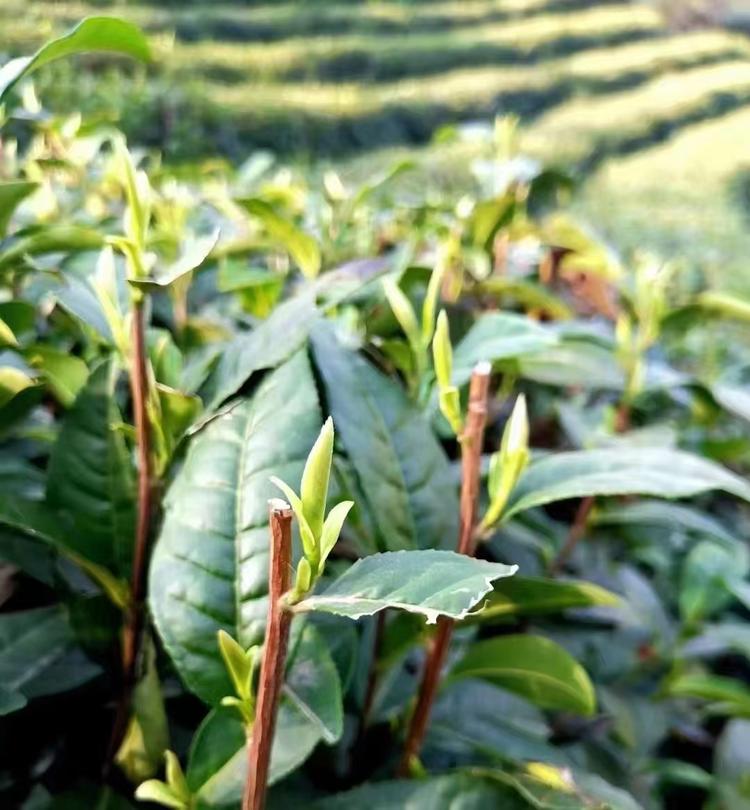 泾渭茯茶茗君好茶