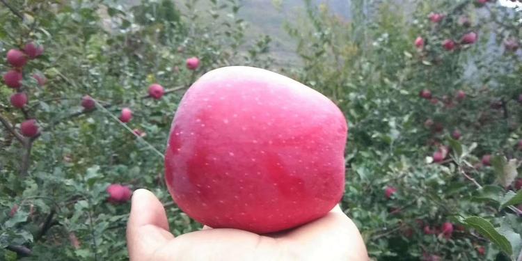 藏羌阿蛮哥的小店