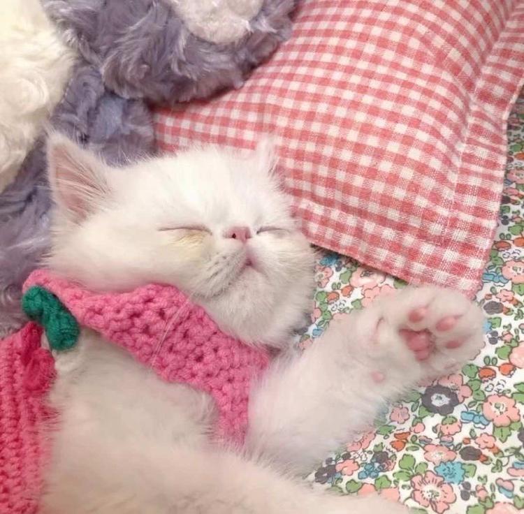 emo小熊