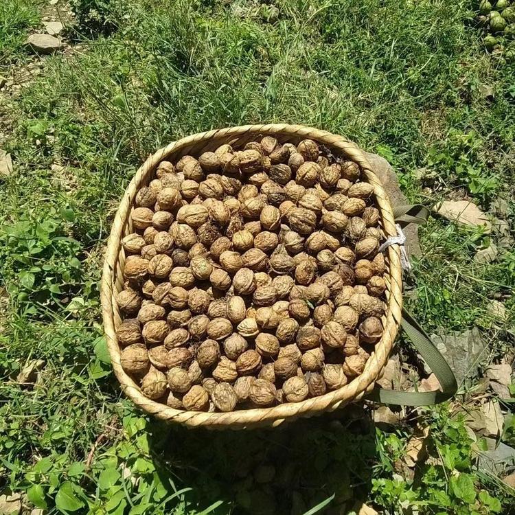 大凉山农物集
