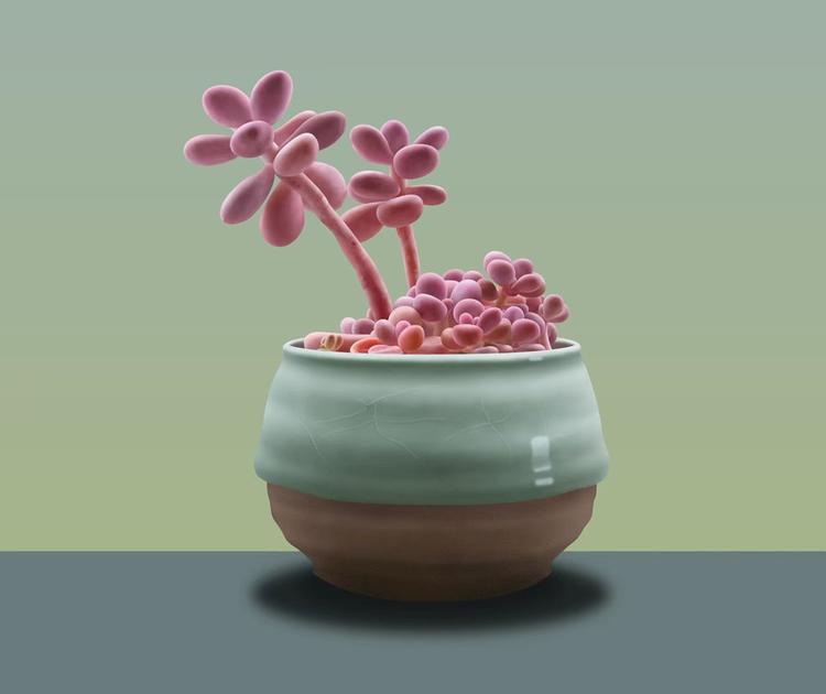 植得多肉园艺
