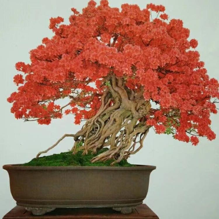老余杜鹃花卉