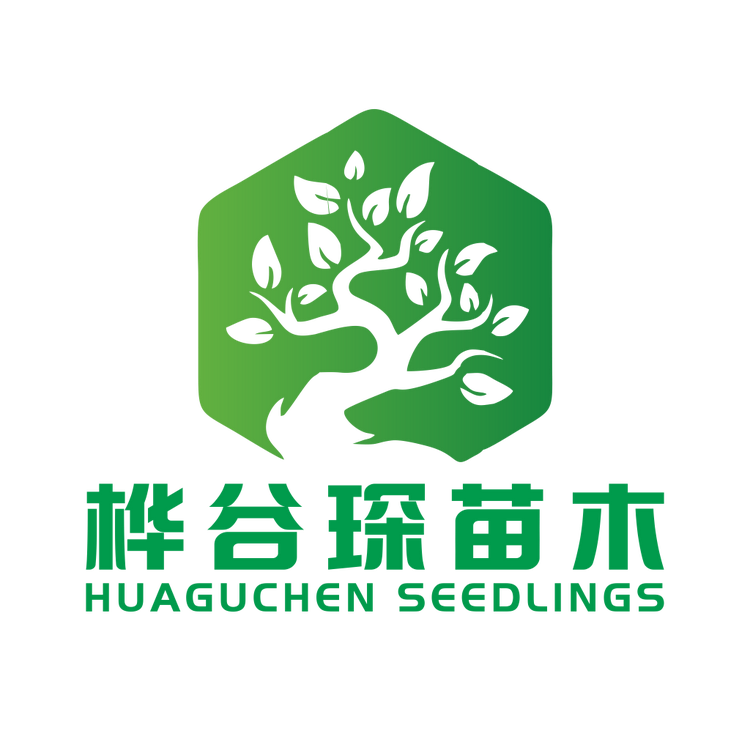 桦谷琛苗木