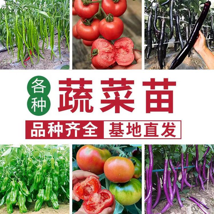 农信蔬菜种苗