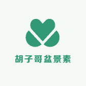胡子哥盆景素材