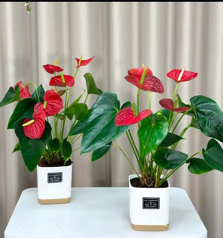 绿植盆栽的绿植