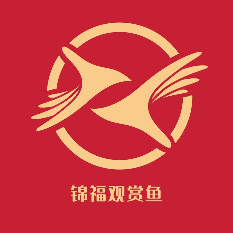 锦福观赏鱼锦鲤
