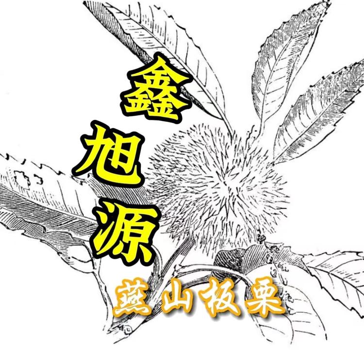 鑫旭源一燕山板栗