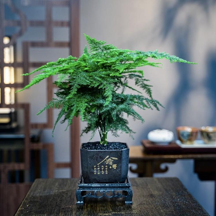 ZHIO静汐果树苗木专卖店