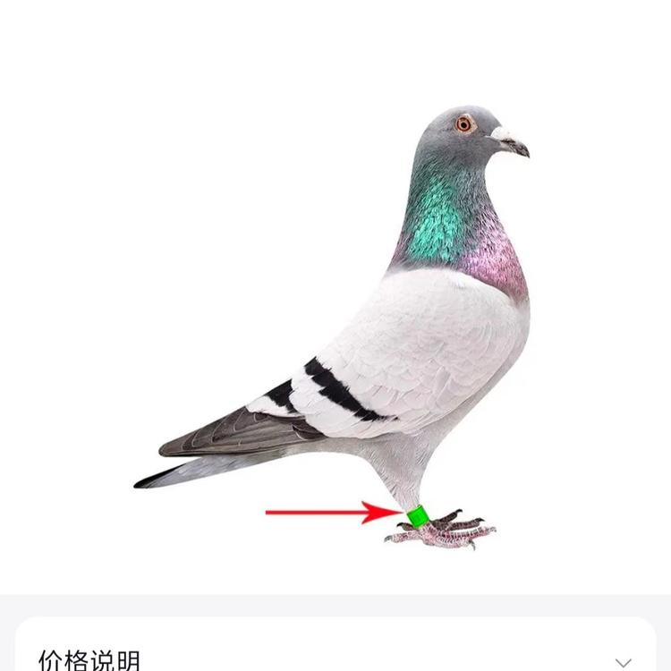华北赛鸽团队壹号