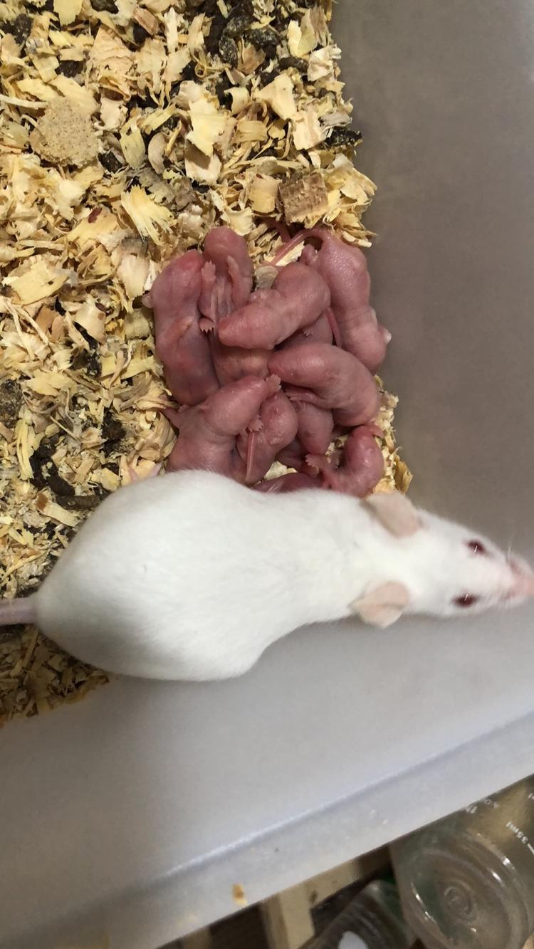 内蒙古唯尔诺农牧业有限公司的小店