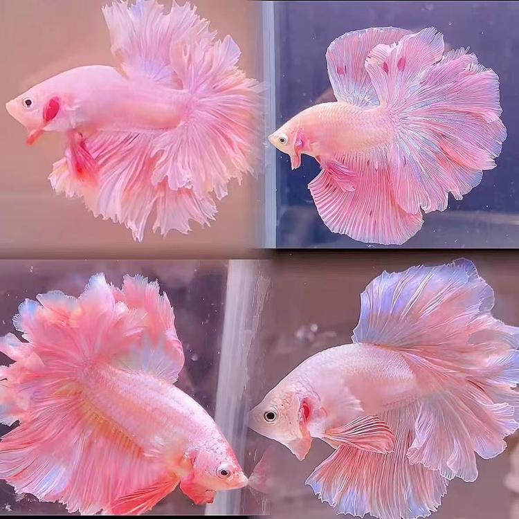 欢盛泰斗水族