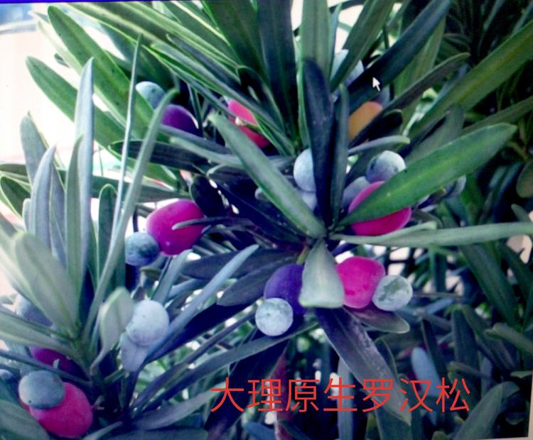 大理市国开花苑宾馆的小店个体店