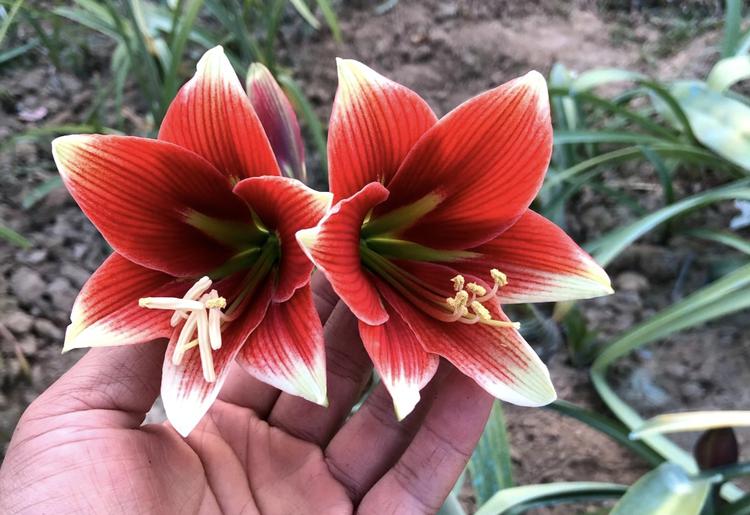 茶韵花香快乐Tao