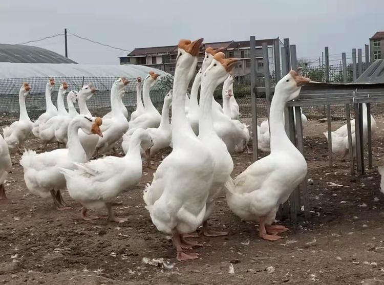 大品种鹅苗孵化1