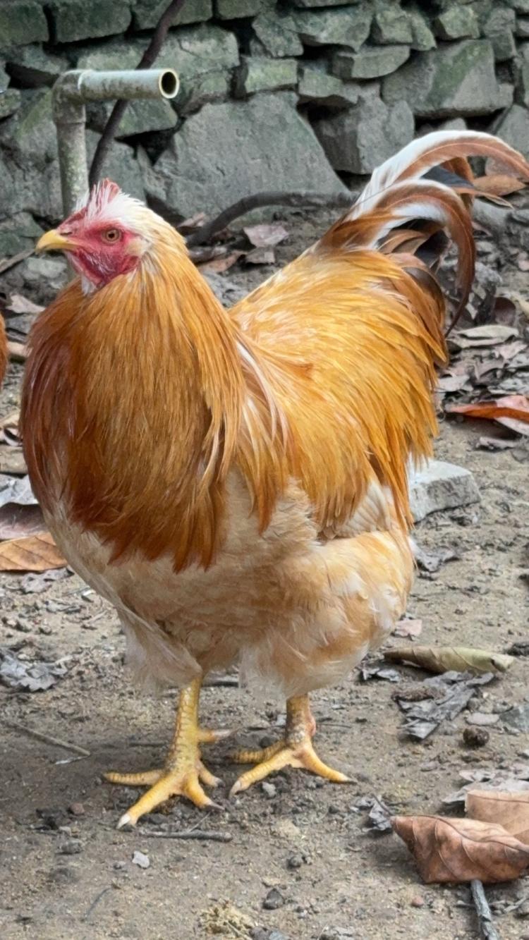 小江农家自养走地鸡