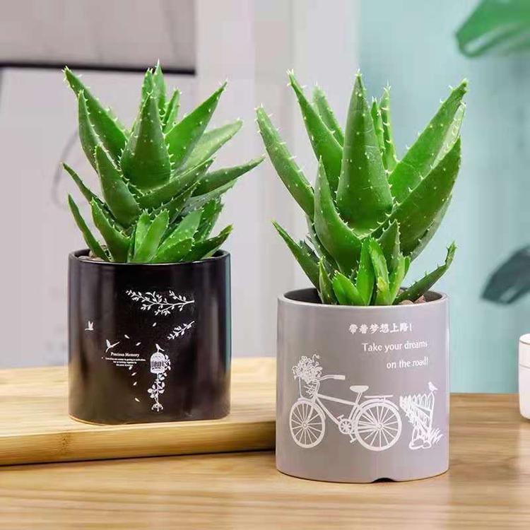 植物超市
