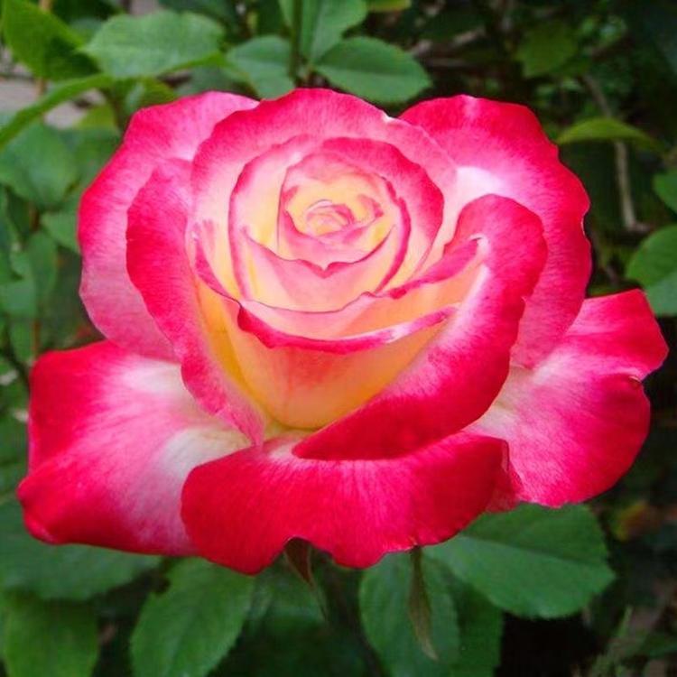静花婷