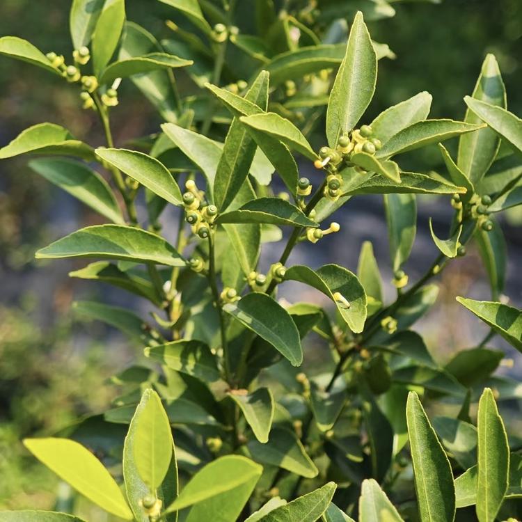 一叶藏柑陈皮坊