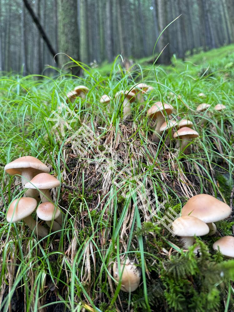采蘑菇的树声