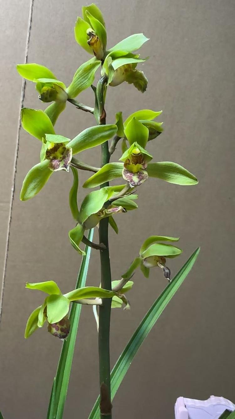 小七花卉